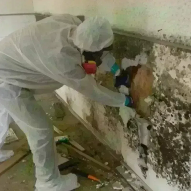 Mold Remediation and Removal in Kamas, UT